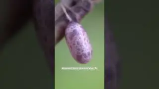 Watch the movement inside cocoon #photography #facts #india #insects #science #youtube #macro