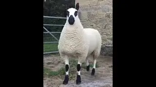 KERRY HİLL KOYUN IRKI
