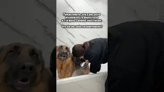 Я бы точно поменяла подход к Бусиной социализации) Шампунь малиновое джелато (арт. на wb #578494341)