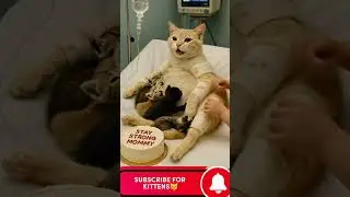 &ldquo;Stay Strong Mommy Cat 💖 A Brave Mom Recovering with Her Kittens#StayStrongMommy #CatMom #BraveCat