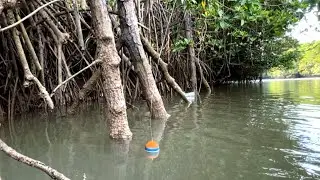 Saat mancing kakap putih malah di serang segerombolan ikan penunggu akar pohon bakau