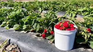 Its the strawberry season! | U pick strawberry experience in Canada | Surrey Farms | BC