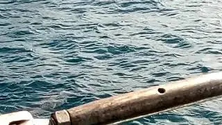 Delfines en Fernando de Noronia a&ntilde;o 2018