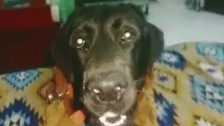 Dog video / lebrador dog /funny video 