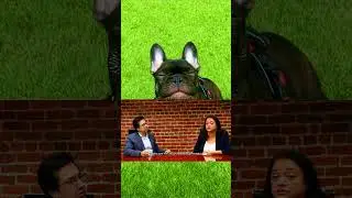 Bay Area Probate & Estate Law - Pet Trust #estateplanning #pettrust #trustsandestates