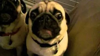Torturing pugs with wine bottle