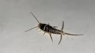 Ctenolepisma longicaudatum, Gray silverfish 7 December 2020
