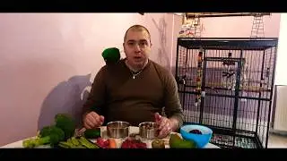 Perroquet eclectus ( alimentation stricte et varier!!!!!)