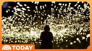Fireflies Create Rare, Spectacular Summer Light Show