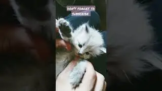Cute Cat Compilation #04 Shorts #cutecats #catverbal #cutecompilation