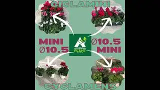 S36/2021 MINI CICLAMINI CYCLAMENS &Oslash;10.5