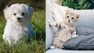 Funny Cute Cat And Dog Video । Animal World Factezzz।