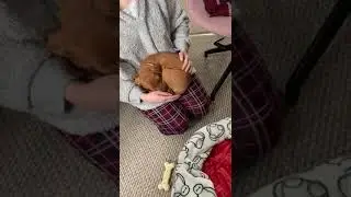 Puppy refuses to sleep in its own bed
