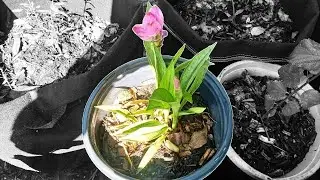 AM Watering: Fertilizer Has Been Applied/Thinking of Pet Rats! (9.7.25)
