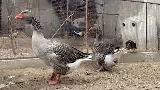Goose Breeding Tips for Farmers & Hobbyists