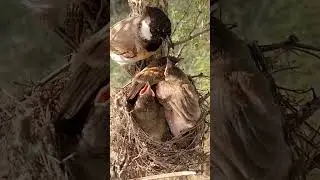 Bulbul Nest #BabyBirds #NatureLove