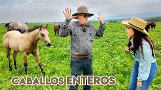 En el RANCHO San Cirilo se CRÍAN verdaderos CABALLOS CUARTO de MILLA | ALMA Coronel