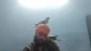 #parrot ne  Papa Ki dadhi khichi 