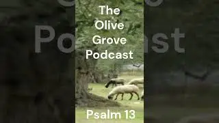 The Olive Grove Podcast Psalms Chapter 13 Discussion