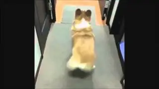 Wiggle Wiggle Dog Vine