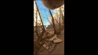Cat&rsquo;s Day Out 🐾 Discovering Nature in First Person