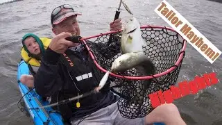 Perth kayak fishing | Tailor Mayhem highlights
