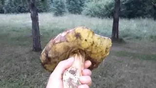 Большой гриб