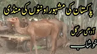 Pakistan's Famous Camel Mandi In Adhi Sargal Khushab||Bright Rural World
