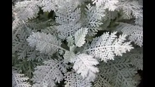 シロタエギク育て方
