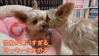 〔極小ヨーキー〕カメラを向けたら同じヨーキーなのに反応が全然違って面白い😆