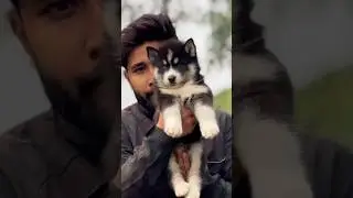 | Agouti husky price India | Siberian husky in low price #agoutihusky is here with cheapest price
