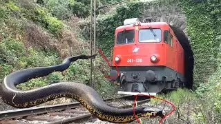 ANACONDA vs Train | stops the train - By Sun Daily