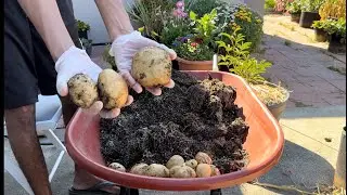 Massive potato harvest - June 2024 - Sifra white potatoes - from one ten gallon grow bag!