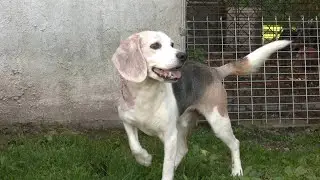 SSPTV News - Hazleton Animal Shelter's 