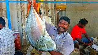 Fresh Cobia & Trevally Fish Cutting Skill / Expert Fish Cutter Mr.Selvam / CT 360*