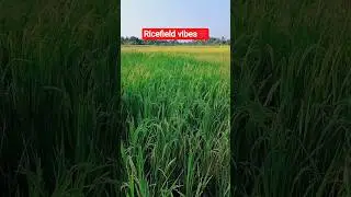 RICE FIELD VIBES#short