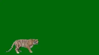 green screen tiger video download