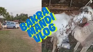 BAKRA MANDI VLOG | BAKRA EID SPECIAL | BY ADEEL TALK