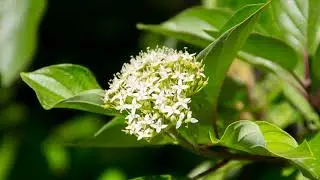 Cornus sericea &mdash; кизил красно-ивовый.