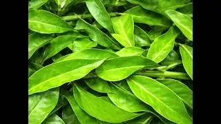 Ora-pro-nóbis: A Planta que Alimenta e Cura