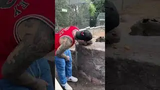 Wild Wombat Shows AMAZING Reaction To Gentle Pets!