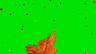 fall leaves green screen, fall leaves background, autumn leaves green screen 4k