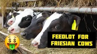 W ośrodku intensywnej produkcji mleka dla kr&oacute;w rasy fryzyjskiej | Zarządzanie produkcją mleka | B...