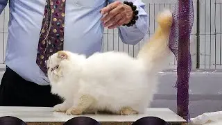 CFA International Show 2019 - Longhair Kitten Class Judging - Persians : Himmies