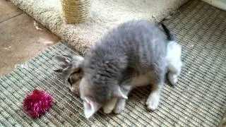 Chicago Cat Rescue kittens