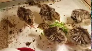 Инкубатор 