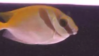 Two Barred Rabbitfish