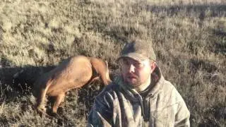 2016 Arizona Cow Elk Hunt Unit 3A/3C