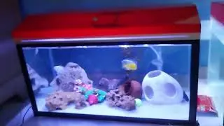 Cichild fish aquarium setup//Cichild fish tank mate.🐟🐟🐟@parthaChowdhury59 