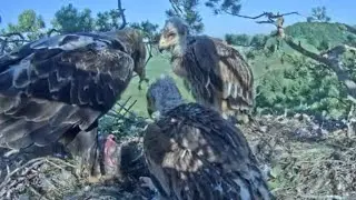 Eastern imperial eagle | First breakfast for two baby eaglet | July 8, 2022